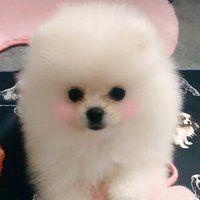Puppy University (@puppyuni) 's Twitter Profile