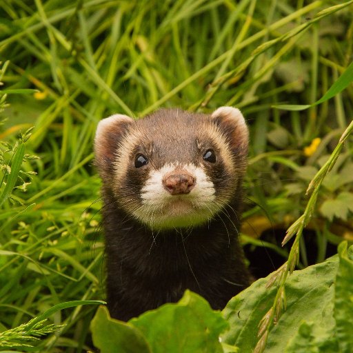 Fun Ferret Facts and Useful Tips