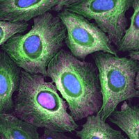 ExM (@exmicroscopy) 's Twitter Profile