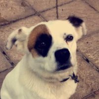 paul mcgrady (@paul_mcgrady219) 's Twitter Profile