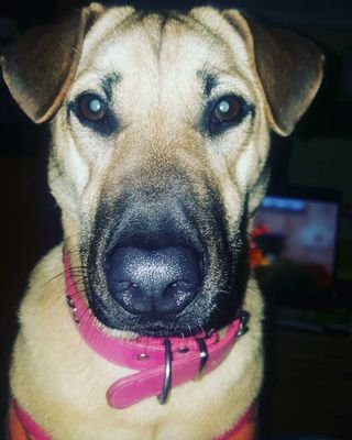 Kaperuza251's profile picture. 