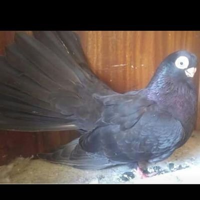 muratbebeci's profile picture. 