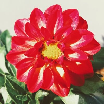 ちせ V Twitter ブロッコリーにいたなら 紋白蝶の幼虫では キャベツ 食べます ただ 自分も育てた事があるのですが ある程度育っていると保護した時には寄生虫におかされてる心配があるので 虫が苦手であるなら奴らがどんなアレか検索して見ておいた方が良いかもしれ