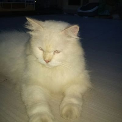 v5tt5t4's profile picture. olah raga