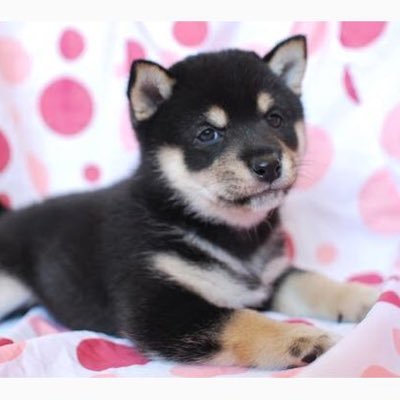 VfO9700's profile picture. #20年卒 関西の端っこ/#国立/#文系/#就活/#金融/#製薬/#人材/#教育/#体育会/情報共有したい