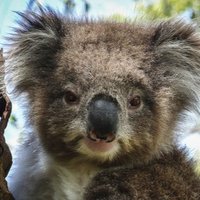 Joris Bohnson (@dirkdubious) 's Twitter Profile