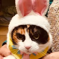 ジュリオ (@julijanjulio) 's Twitter Profile