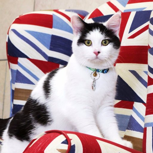 Diplocat, mouser, former resident of the Humane Centre for Animal Welfare. @diplomog's first overseas envoy, based at British Embassy Amman.