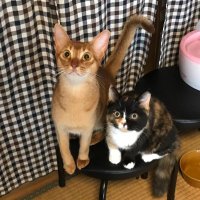 まっつん (@matstty) Twitter profile photo