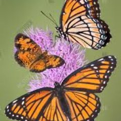 WENCFO's profile picture. 