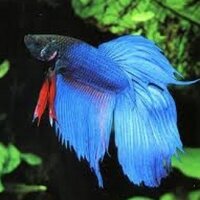 Amaris Gray (@gabegraysfish) 's Twitter Profile