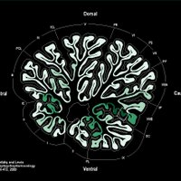 Pitt Psychiatry (@pittpsychiatry) 's Twitter Profile Photo Pitt Psychiatry (@pittpsychiatry) 's Twitter Profile Photo
