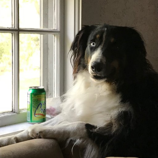 Bio: Somewhere between 40 and death. Photo: My pup enjoying the cool refreshing taste of key lime LaCroix. He's a good boy