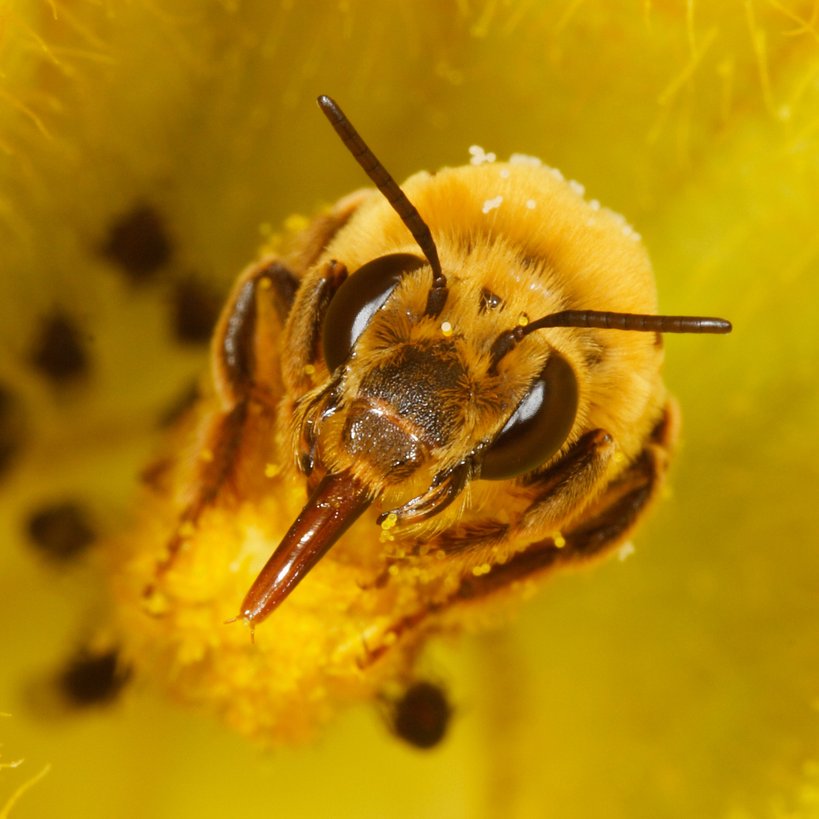 Our mission is to survey and evaluate ecological relationships of native California bee species and their flowers in selected agro and urban ecosystems.