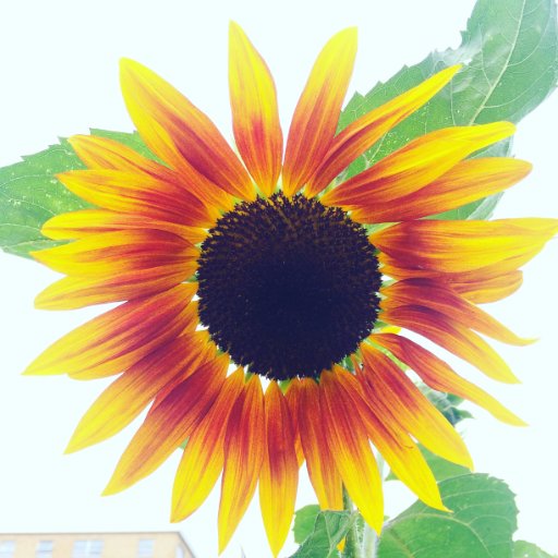 Laughandrevolt's profile picture. 