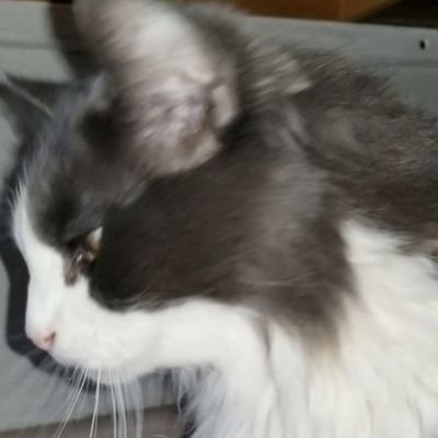 Follow me and I will follow back. Don't forget to donate to help me and my dad https://t.co/Z8VNBpR1Xu