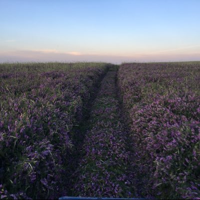 brhelfarms's profile picture. Father, farmer, student of regenerative Ag. Just trying to follow where the Lord leads me.