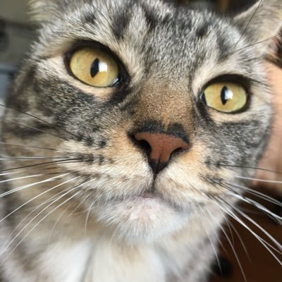 シェイカーさんのプロフィール画像