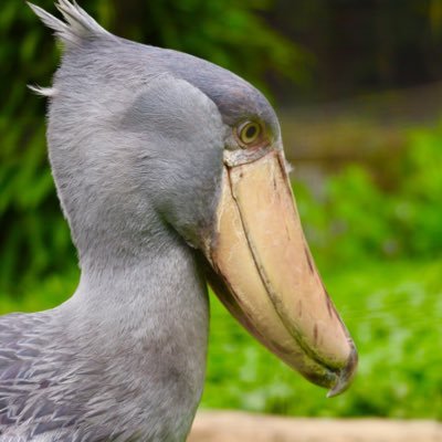 【動物公園HP】→ https://t.co/4WGmTqau2H のいち動物公園の動物たちの様子や園内の良いところなど #のいち動物公園 を付けてツイートしてくださればリツイートにて紹介させていただきます‼︎