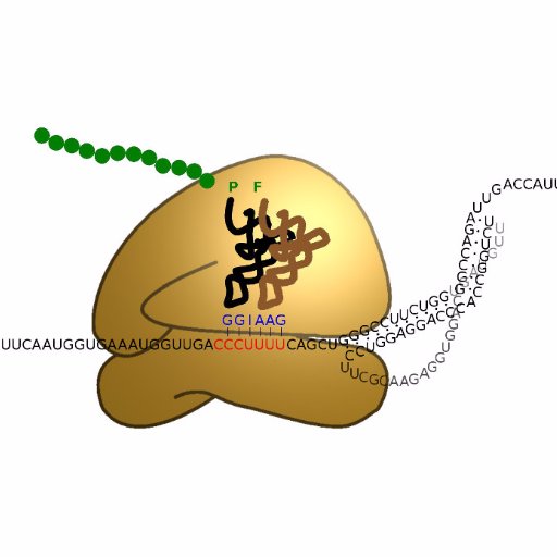 RNA viruses, comparative genomics, gene expression, novel virus discovery and ribosome profiling. @Cambridge_Uni @CamPathology