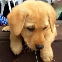 Barley & Maizie(@barleylabrador) 's Twitter Profile Photo