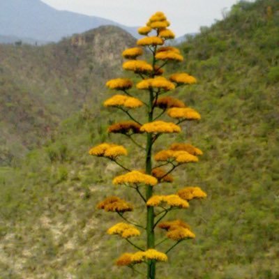 mijangosf's profile picture. Mezcal 100% artesal. Mezcal Joven, Reposado, Anejo y de otros Agaves Silvestres.