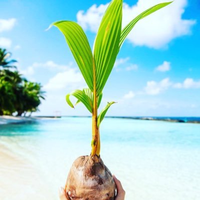 MRM_MALDIVES's profile picture. 