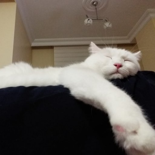 helvaekmek1's profile picture. kuşları ve çiçekleri severim..