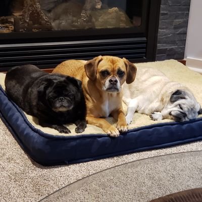 pdm0492's profile picture. Have you hugged a Pug today?🐶 Daisey 🌈 Annie 🌈