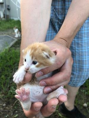 12212111212221a's profile picture. 近所で多発する猫の虐待を放って置けず、素人が始めた保護ニャン生活です。
よかったら見てくださいね。
素人なので、あくまで自宅の周りの野良ニャンズを今より幸せにできたらいいなあ〜と思っています。😻
譲渡もしてまいります🙇💖
よろしくお願いいたします。