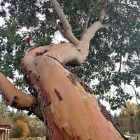 arbutusarme (@arbutusarme) 's Twitter Profile Photo