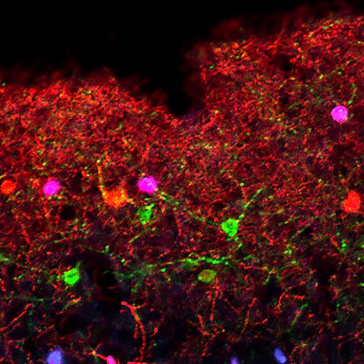 Lab studying the organization and function of neocortical circuits at NYU Neuroscience Institute