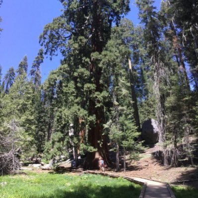 GauthierSylvie9's profile picture. Emeritus Research scientist/ chercheure émérite/ forest &fire ecology/ écologie feux& forêts/ ecosystem management/ AFE / CC / tweets: my views