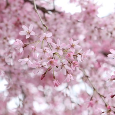 Kasena1150's profile picture. オタク垂れ流し垢。GLOSSeR。冒険者兼でん同士兼読者。王国と森にもいます。個人勢特化Vを中心に見てますが、Vtuberさんは見かけたらフォローします。🌏しゅなさんはいいぞ。作詞とか二次創作(文)もたまにやってます。