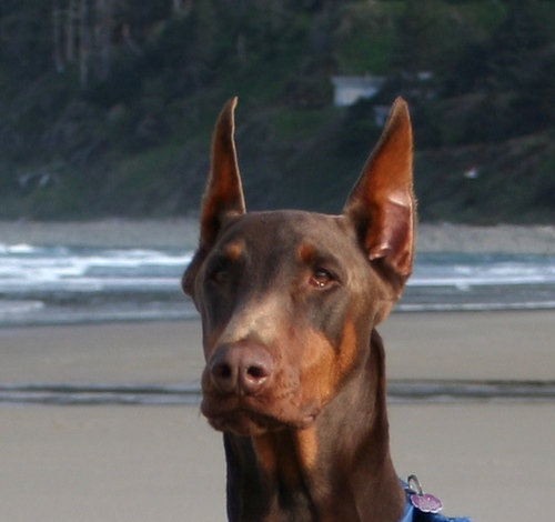 dangr1960's profile picture. Stumbling through life