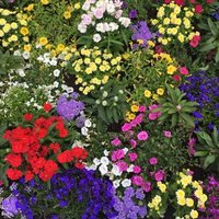 SUE (@asanomedamayaki) 's Twitter Profile Photo