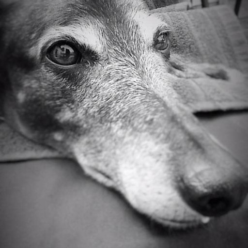 Booze & Nina, ex-racing greyhounds. Booze went to the bridge on 27/10/14 & Nina on 26/10/18: Run free you beautiful, amazing pair! xxx