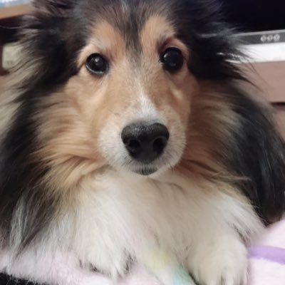 kuma0o0shi's profile picture. シェルティ（ルルロスが続いているU・x・U）/動物/ABC/Janne