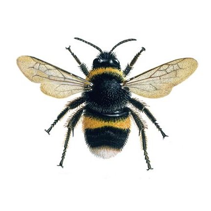 _Miizaa_'s profile picture. Twitter account of Miizaa. Bee yourself!