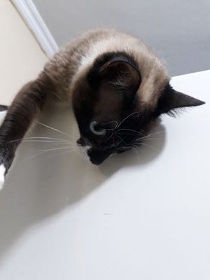 Cat Model