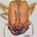 Abouheif Lab @ McGill (@abouheiflab) Twitter profile photo Abouheif Lab @ McGill (@abouheiflab) Twitter profile photo
