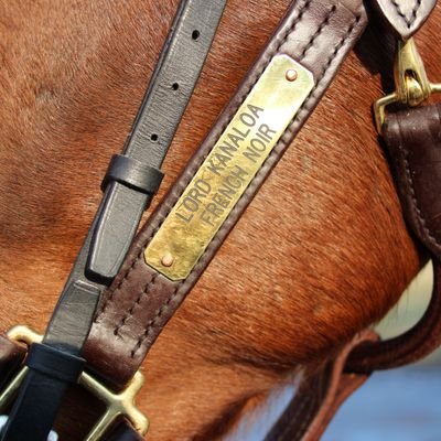 Tottoko_S's profile picture. 2008年から細々と一口馬主（キャロ・東サラ）をやっています。主な出資馬：（キャロ）アヴェンチュラ、リアファル、シュペルミエール、グルーヴィット、モントライゼ、サーマルウインド、サーマルソアリング（東サラ）レッドルゼル、レッドサクヤ
現役馬一覧はこちら https://t.co/Is9MEgU2up