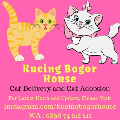 Kucing Bogor House Catbogorhouse Twitter