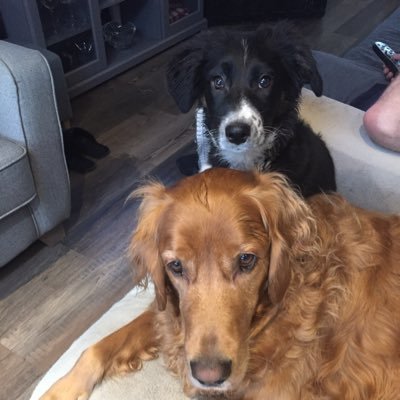 Woof!! Two fluffs living in Dublin - Cooper a red setter/golden retriever cross & Peggy a collie cross #adoptdontshop