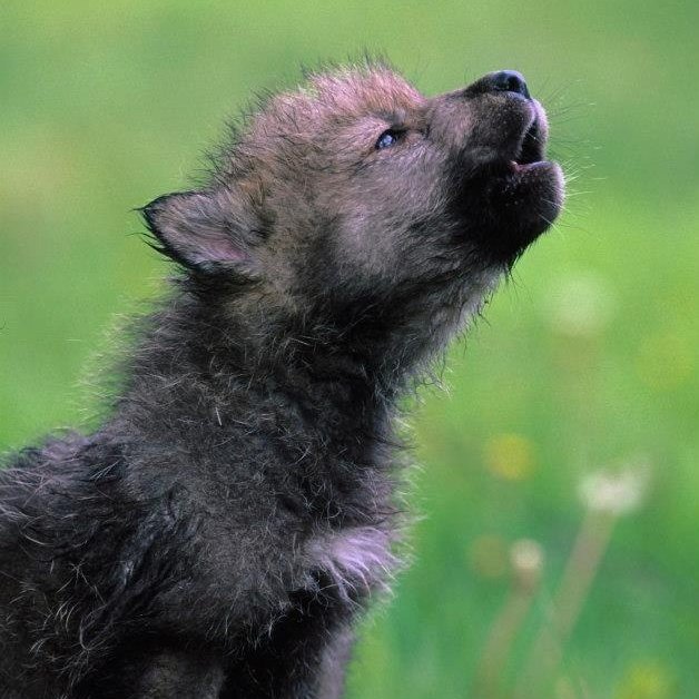 love kids, love wolves love helping out. family is more important to me