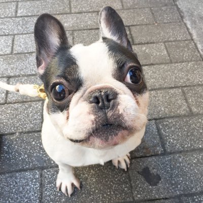 テンテンコさんのプロフィール画像