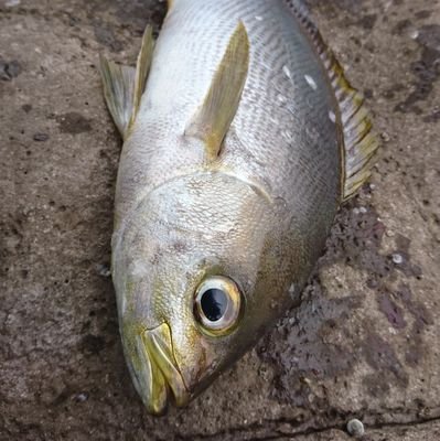 目標はマグロを釣ることです！