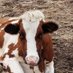 Scott G Lazarz (@redholstein) Twitter profile photo Scott G Lazarz (@redholstein) Twitter profile photo