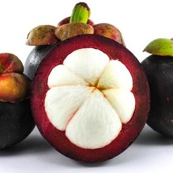 JTHort_org's profile picture. Journal of Tropical Horticulture