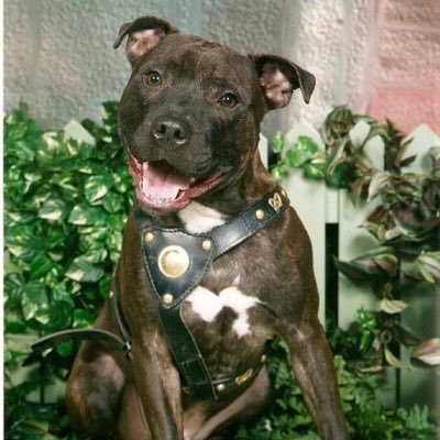 albuck67's profile picture. father to 1 daughter and 2 secondhand daughters, dad to two dogs, and the other half of a loving wife. British, not European. #brexit